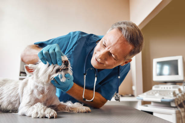 Best Walk-In Emergency Dentist in Plover, WI